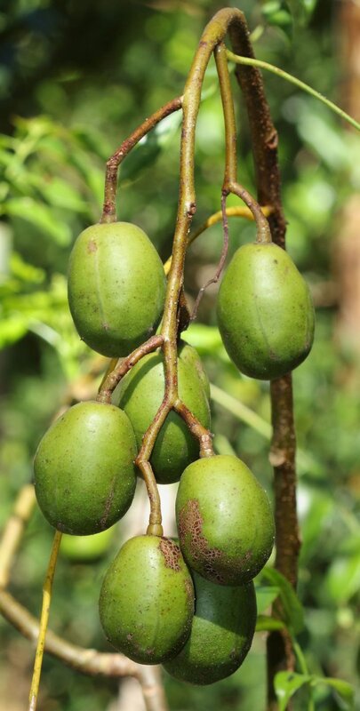 Thailand Sweet Olive Plant