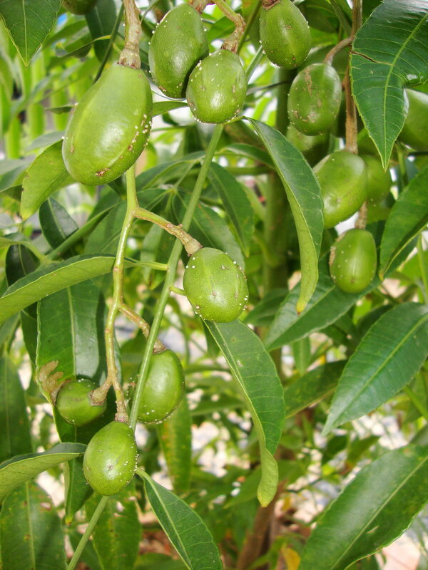 Thai Olive Fruit Plant