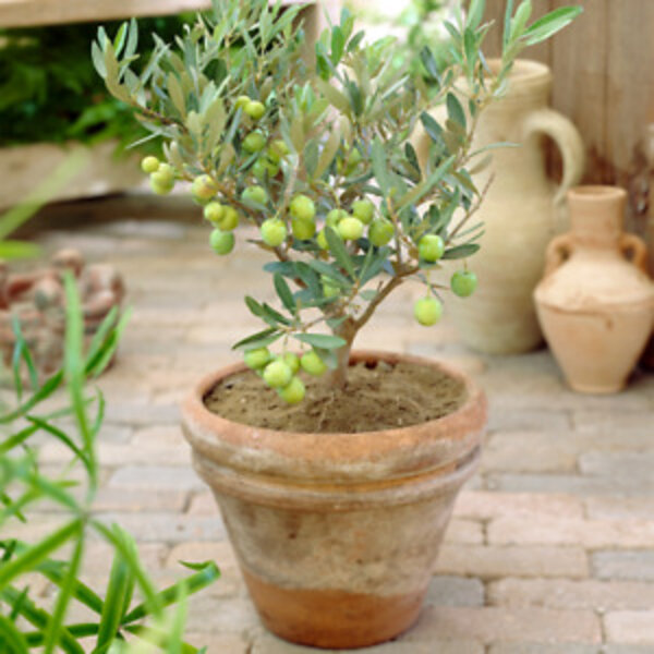 Thai Olive Fruit Plant