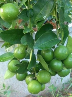 Thai Patti Lemon Plant
