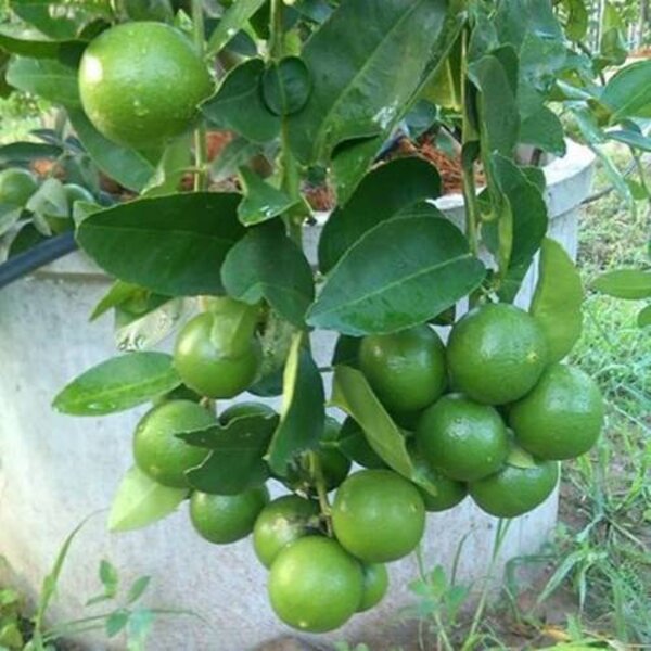 Thai Patti Lemon Plant