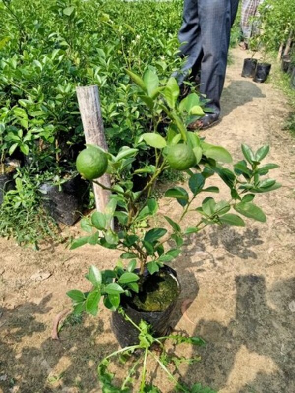 Thai Patti Lemon Plant