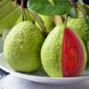 Thai Pink Guava Plant