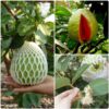 Thai Pink Guava Plant