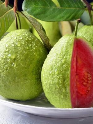 Thai Pink Guava Plant
