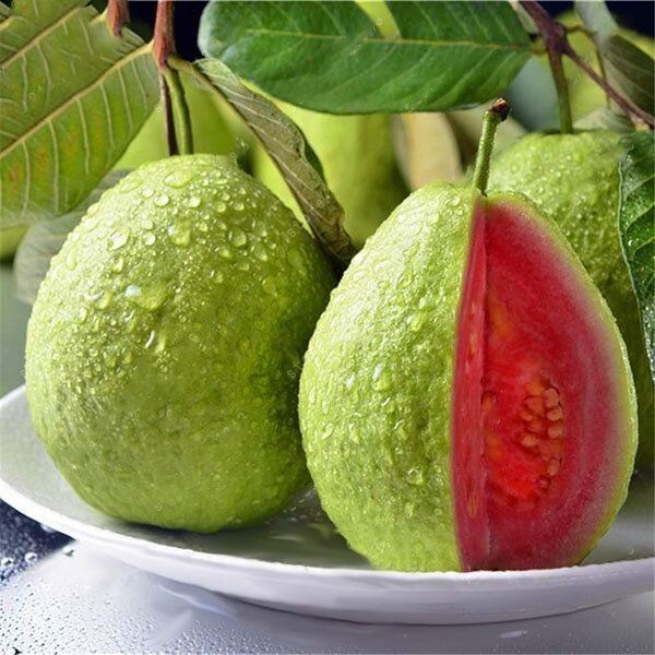 Thai Pink Guava Plant