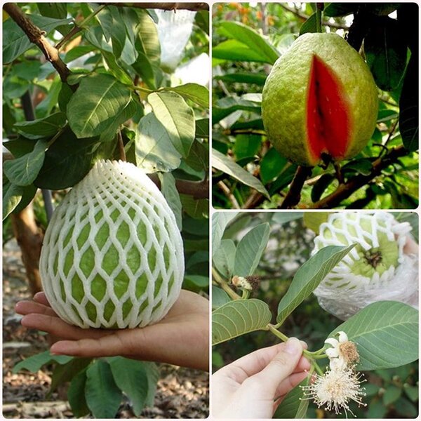 Thai Pink Guava Plant
