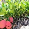 Thai Pink Jackfruit Plant