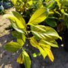 thai-pink-jackfruit-3-pli Red Jackfruit Plant