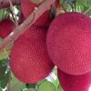 Thai Pink Jackfruit Plant