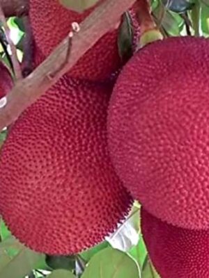 Thai Pink Jackfruit Plant