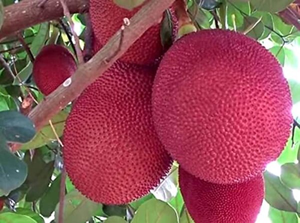 Thai Pink Jackfruit Plant
