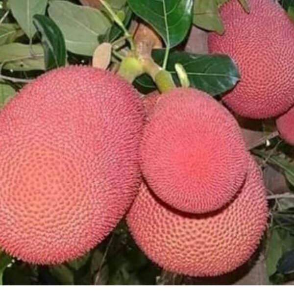 Thai Pink Jackfruit Plant