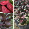 Thai Red Guava Plant