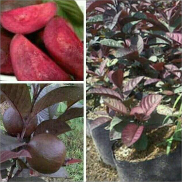 Thai Red Guava Plant