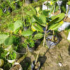 thai-variety-kaju-2-pli Thai Kaju Plant