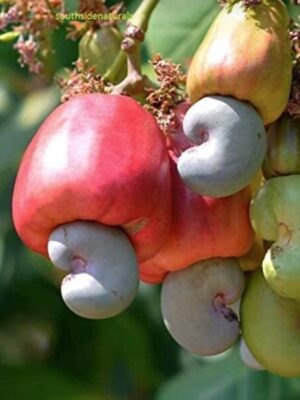 Thai Kaju Plant
