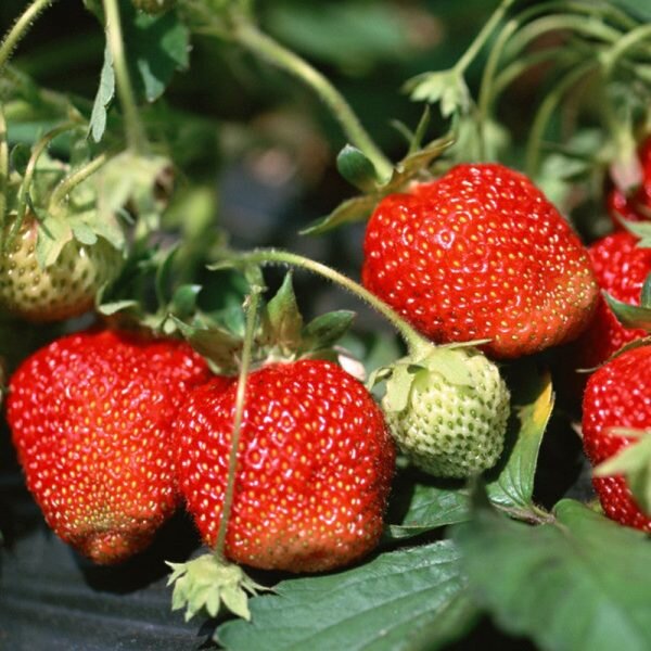 Thai Strawberry Plant