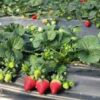 Thai Strawberry Plant