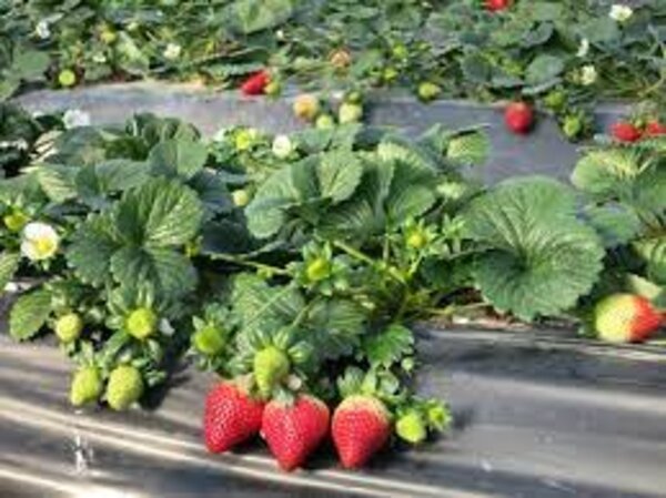 Thai Strawberry Plant