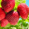 Thai Strawberry Plant