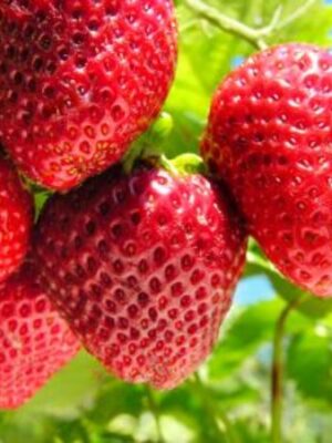 Thai Strawberry Plant