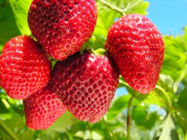 Thai Strawberry Plant