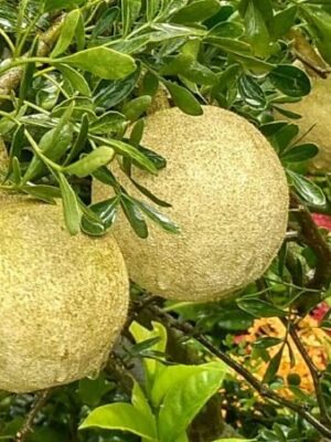 Thai Wood Apple Plant
