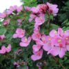 tibouchina-pink-pli Pink Tibouchina Flower Plant