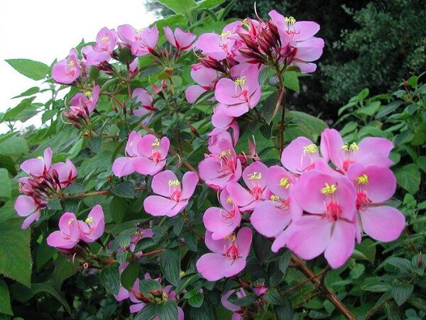 tibouchina-pink-pli Pink Tibouchina Flower Plant