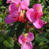 tibouchina-pink2-pli Pink Tibouchina Flower Plant