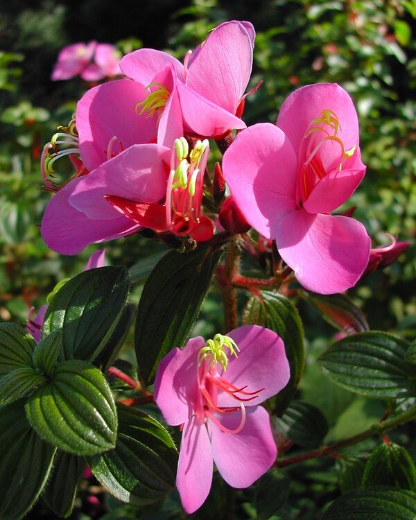 tibouchina-pink2-pli Pink Tibouchina Flower Plant