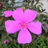 tibouchina-pink3-pli Pink Tibouchina Flower Plant