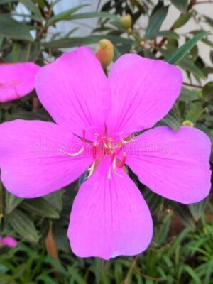 tibouchina-pink3-pli Pink Tibouchina Flower Plant