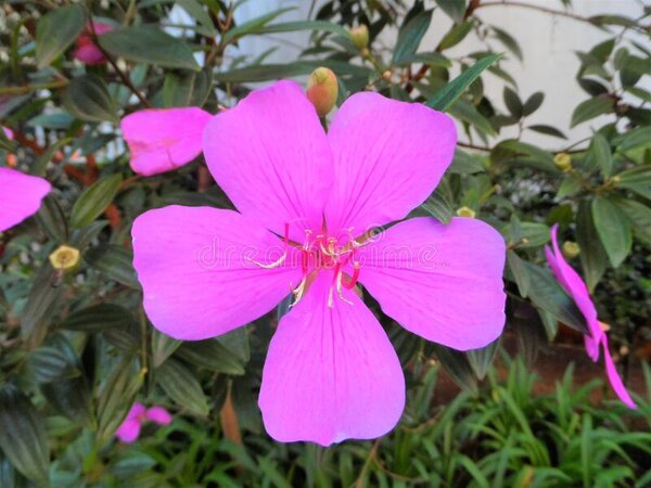 tibouchina-pink3-pli Pink Tibouchina Flower Plant
