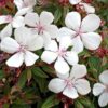 White Tibouchina Flower Plant