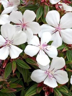White Tibouchina Flower Plant
