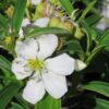 White Tibouchina Flower Plant