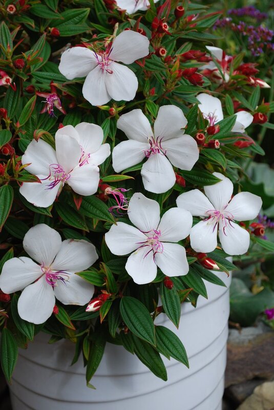 White Tibouchina Flower Plant