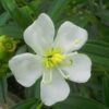 White Tibouchina Flower Plant