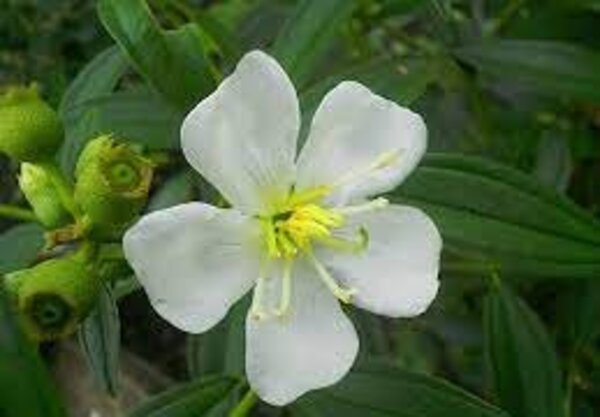 White Tibouchina Flower Plant