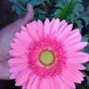 African Daisy Flower Plant, Pink