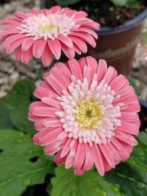 African Daisy Flower Plant, Pink