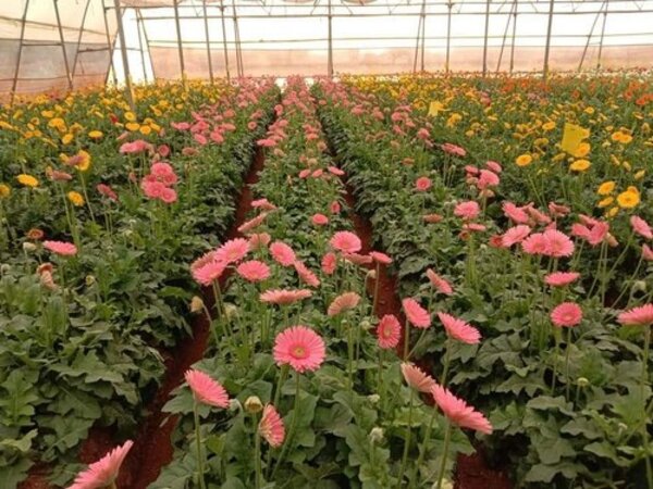 African Daisy Flower Plant, Pink