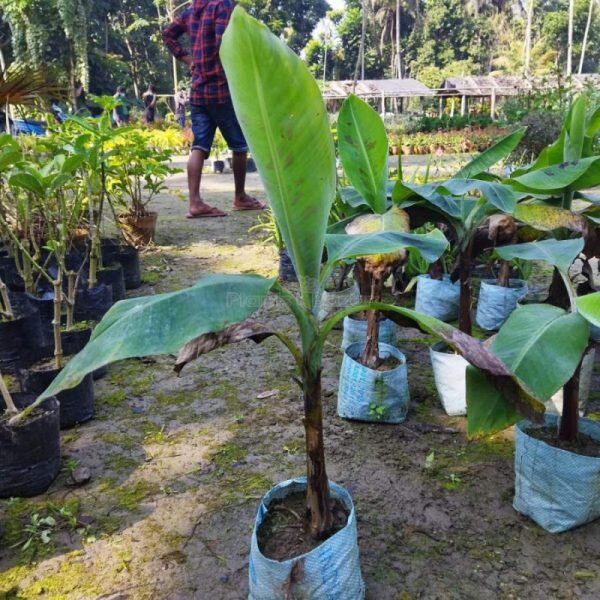 Red Banana Plant