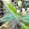 Red Banana Plant