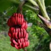 Red Banana Plant