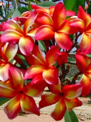tropical-frangipani-plumeria-orange-white-pli Plumeria Flower Plant, Orange And White