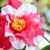 Pink And White Camellia Flower Plant
