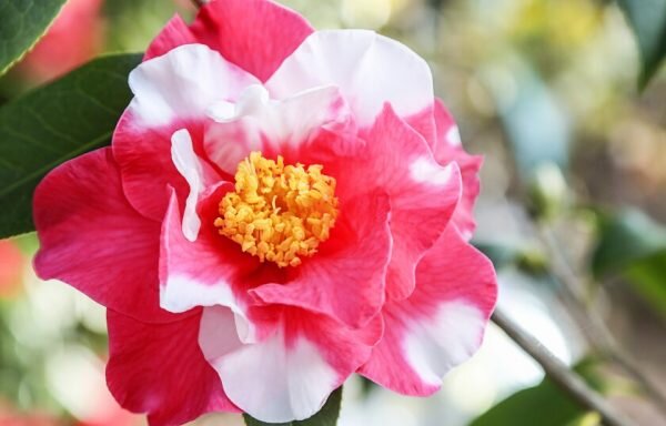 Pink And White Camellia Flower Plant